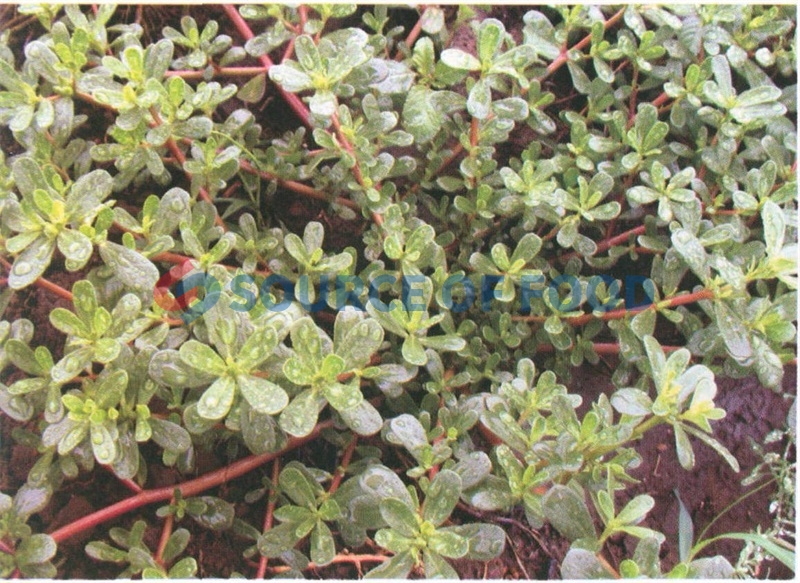 Purslane dryer can dry Portulaca oleracea without damaging its nutrients
