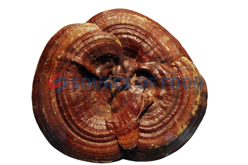 Ganoderma dryer for sale to Myanmar is popular.