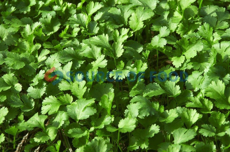 Our coriander dryer machine can dry coriander