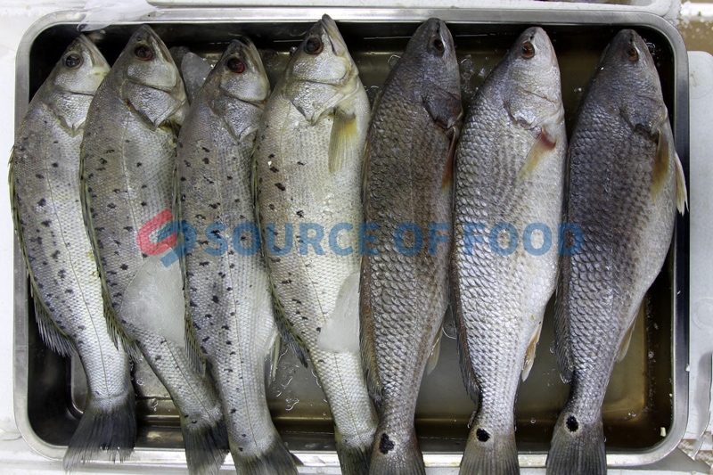 Sea fish drying by our sea fish dryer easy to store and eat