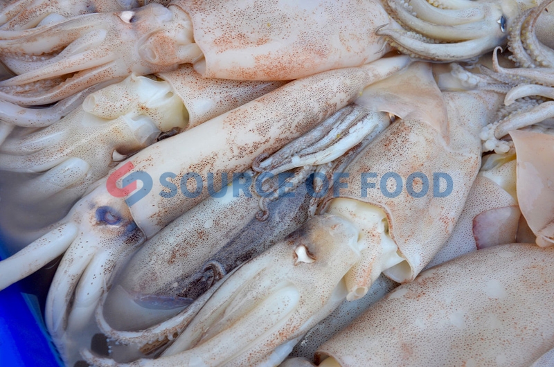 Squid drying by our squid dryer,it is easy to store and eat