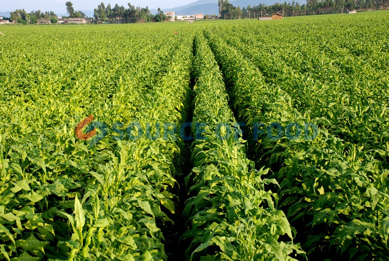 Our tobacco leaf dryer is also can dry a variety of raw materials