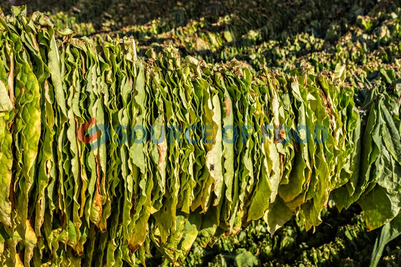 Our tobacco leaf dryer is also can dry a variety of raw materials