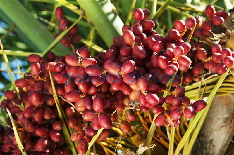 date palm can be dried by our date palm dryer without loss of nutrients