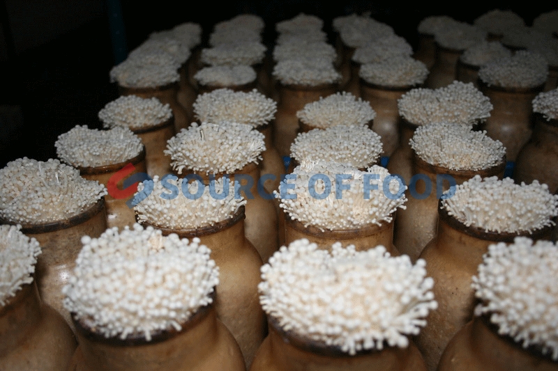 Widely used of mushroom cold storage